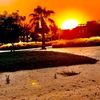 elli_xx1470
