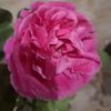 mureheda.akter