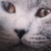 ubercat.overdrive