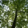 bosque7079