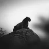 nozhdar_55