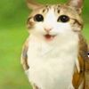 sandro_loves_cats
