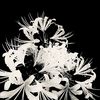 white.lycoris_