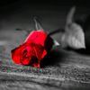 user4906615114026