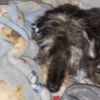 fluffyfurb