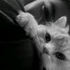 cy__lya390