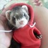 shellcat85