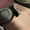 pets.w.carley