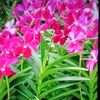 roze4908