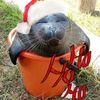 santasleftboobb