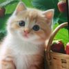 kitty66280