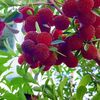 reema.gurung80