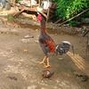 rooster.king28