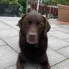 lotteflo8