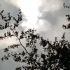 حيدر الساعدي