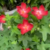 dinhthihue.dinh
