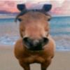 very.evil.horse