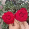 redwanboulama