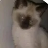 qa4nd