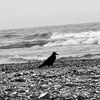 rkr_555