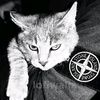 agent_00726