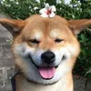 Tao là chó🐶