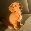 shortnsweetdoxie