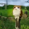 mini.batatinh0