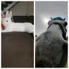 swiat_blanko_koni