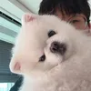 ngu_nhung_ngao