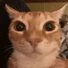 haiiiihiiiii