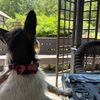 chloefarmshomestead