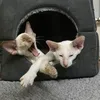 Merlin and Monty
