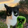 maww1x6
