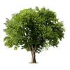 arbol_official.com