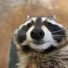 serenitytoasty