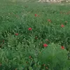ahmad433896