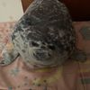ana.la.foca