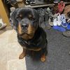 coltthebolt24