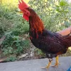 el_patronrd