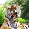 Animal Core Creator 🐅