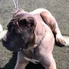 canecorsohopearequipa