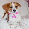 ourpuppynala