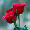 mina.bogom7