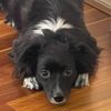 pomcollie