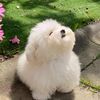 Funny animals