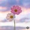 نوووره 💕