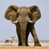 africa.moha