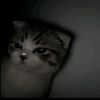 lieee__2