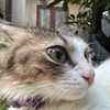 cutiescatok